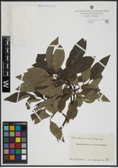 Foto von Salix atrocinerea Brot. x Salix caprea L.